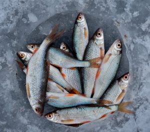 Arbeitskleidung Reinigung für die Fischindustrie